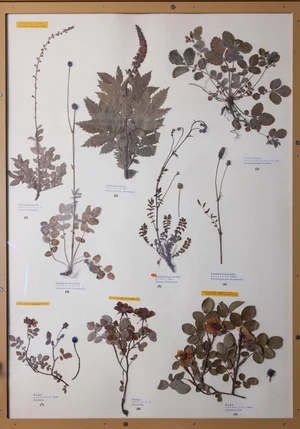 Panel 62b: Rosaceae
