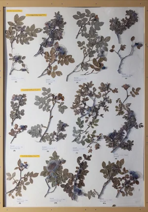 Panel 63a: Rosaceae