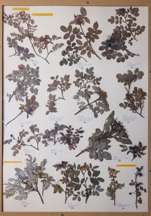 Panel 63b: Rosaceae