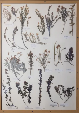 Panel 64b: Fabaceae
