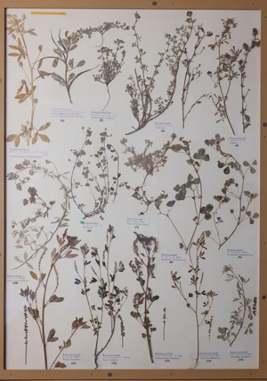 Panel 65b: Fabaceae