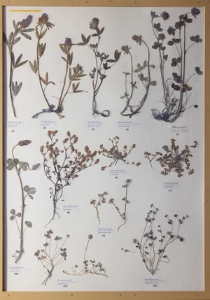 Panel 66a: Fabaceae