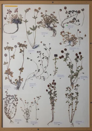 Panel 66b: Fabaceae