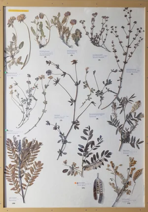 Panel 67a: Fabaceae