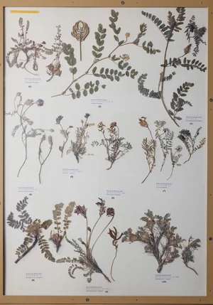 Panel 67b: Fabaceae
