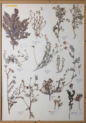 Panel 68b: Fabaceae