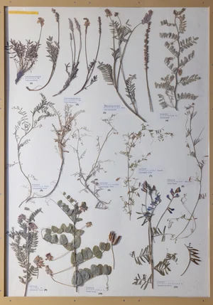 Panel 69a: Fabaceae