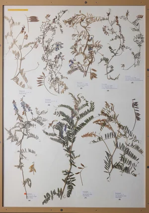 Panel 69b: Fabaceae