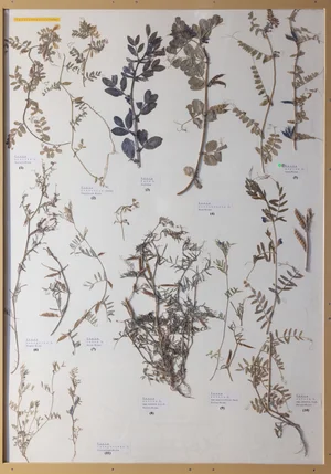 Panel 70a: Fabaceae