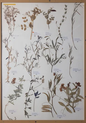 Panel 70b: Fabaceae