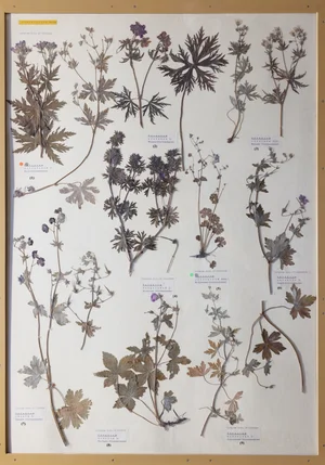 Panel 72a: Geraniaceae