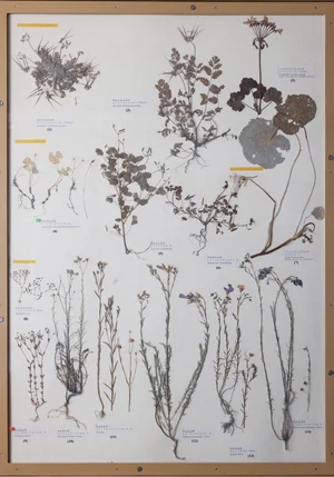 Panel 72b: Geraniaceae, Oxalidaceae, Tropaeolaceae, Linaceae