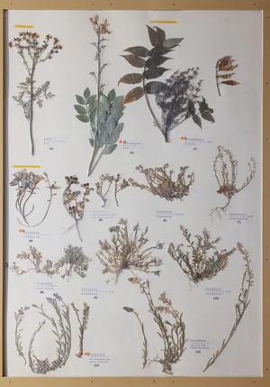 Panel 73a: Rutaceae, Simaroubaceae, Polygalaceae
