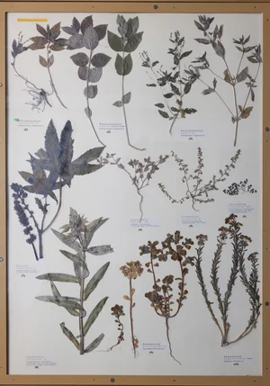 Panel 73b: Euphorbiaceae