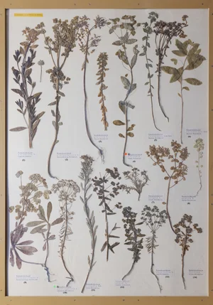 Panel 74a: Euphorbiaceae