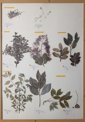 Panel 74b: Plantaginaceae, Buxaceae, Anacardiaceae, Aquifoliaceae, Celastraceae, Staphyleaceae, Euphorbiaceae