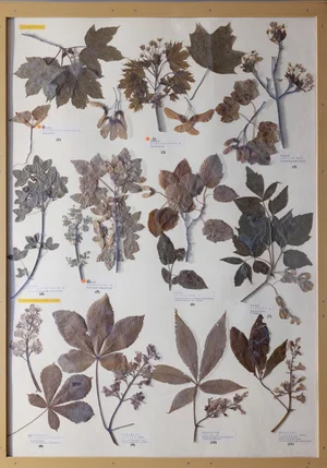Panel 75a: Sapindaceae
