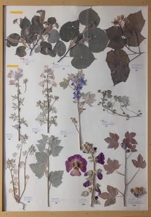 Panel 76a: Malvaceae