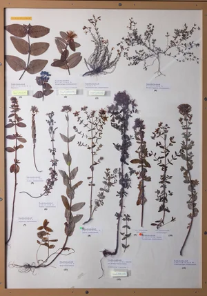 Panel 76b: Hypericaceae