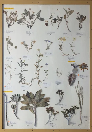 Panel 78a: Violaceae, Cactaceae, Thymelaeaceae