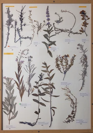 Panel 78b: Elaeagnaceae, Lythraceae, Onagraceae