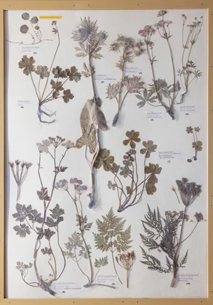 Panel 80a: Araliaceae, Apiaceae
