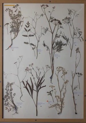 Panel 82b: Apiaceae