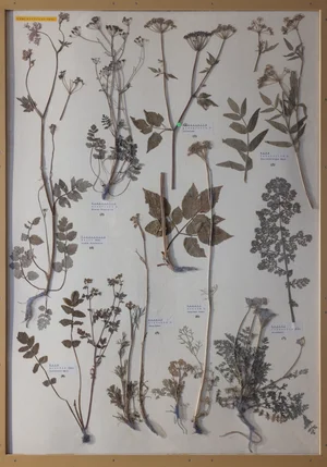 Panel 83a: Apiaceae