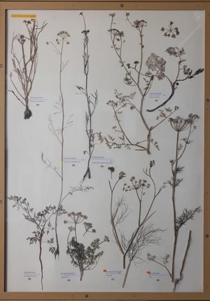 Panel 83b: Apiaceae