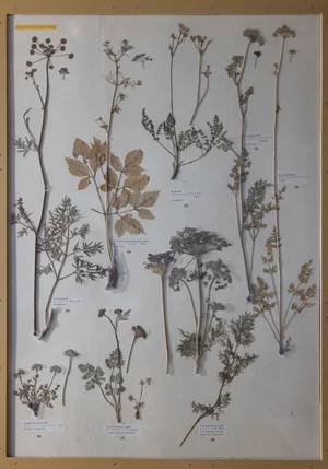 Panel 84a: Apiaceae