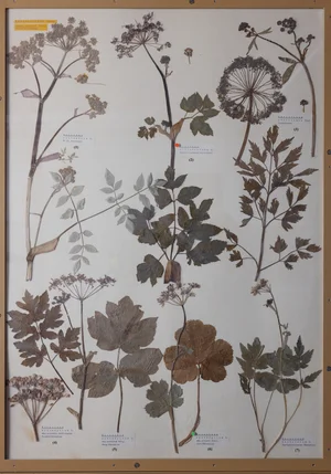 Panel 84b: Apiaceae