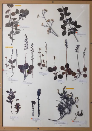 Panel 86b: Cornaceae, Ericaceae