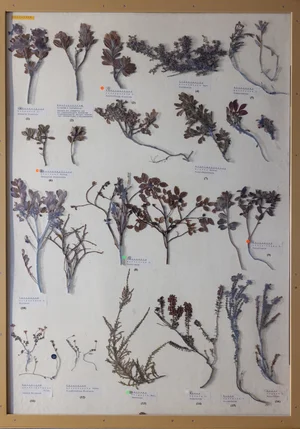 Panel 87a: Ericaceae