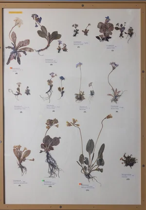 Panel 87b: Primulaceae