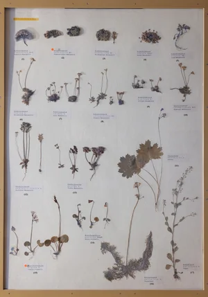 Panel 88a: Primulaceae