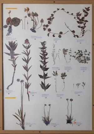 Panel 88b: Primulaceae, Plumbaginaceae
