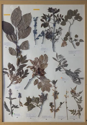 Panel 89a: Ebenaceae, Oleaceae