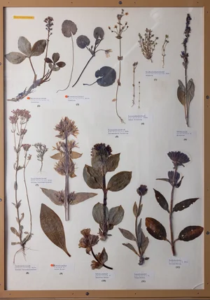 Panel 89b: Gentianaceae, Menyanthaceae