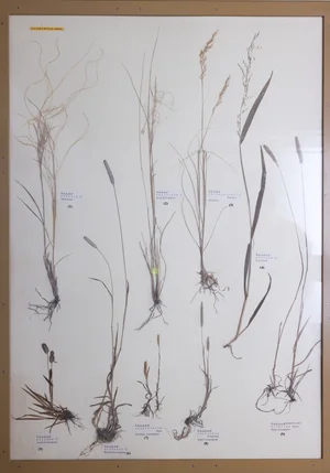 Panel 8a: Poaceae