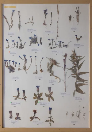 Panel 90a: Gentianaceae
