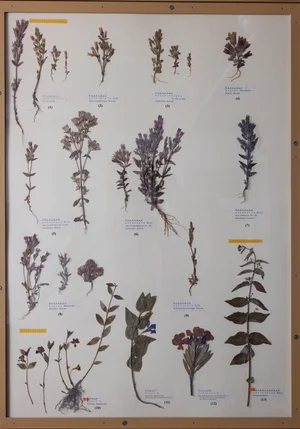 Panel 90b: Gentianaceae, Apocynaceae