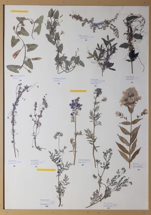 Panel 91a: Convolvulaceae, Polemoniaceae, Boraginaceae