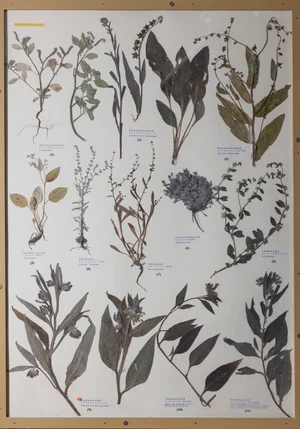 Panel 91b: Boraginaceae