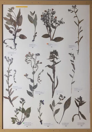 Panel 92a: Boraginaceae