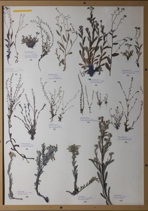 Panel 92b: Boraginaceae