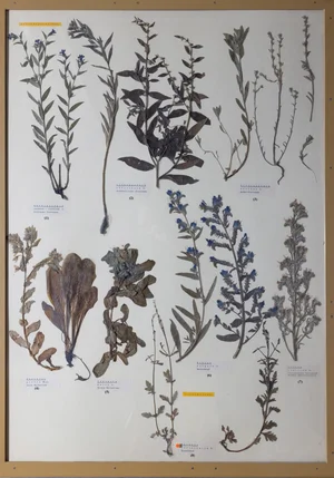 Panel 93a: Boraginaceae, Verbenaceae