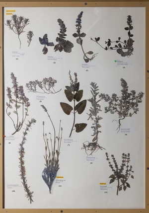 Panel 93b: Lamiaceae