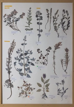 Panel 94a: Lamiaceae