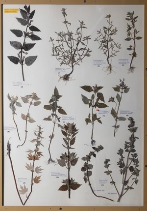 Panel 94b: Lamiaceae