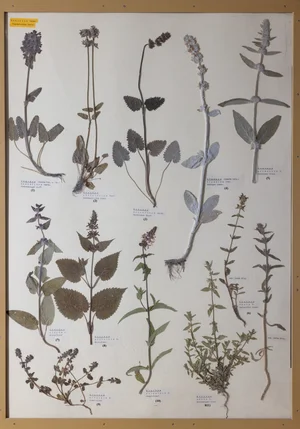 Panel 95a: Lamiaceae